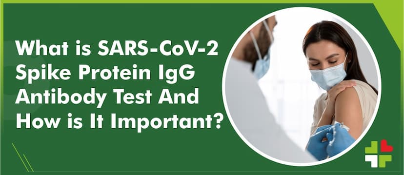 What is SARS-CoV-2 Spike Protein IgG Antibody Test And How is It Important?