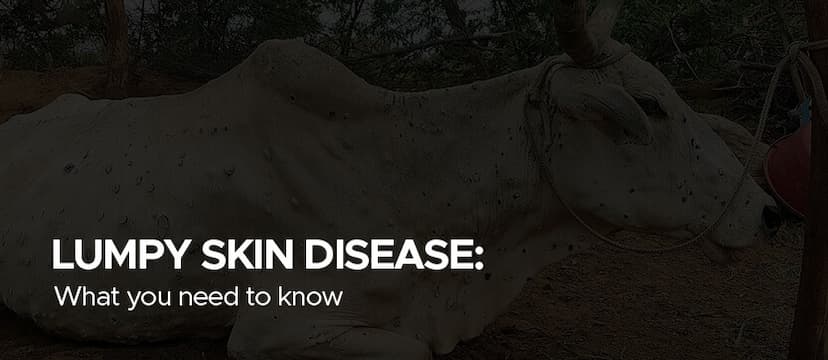Lumpy skin disease : what you need to know