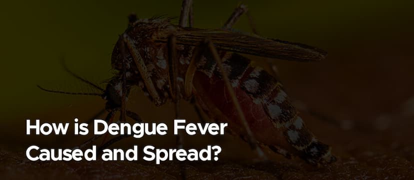 How is Dengue Fever Caused and Spread?